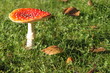 Fliegenpilz 4