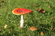 Fliegenpilz 3