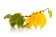 Hamamelis sp. Herbstlaub