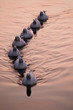 ducks