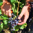 Pour le vin
