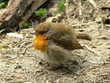 Little Bird