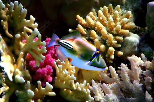Photo : Coral fish Rhinecanthus assasi Coral fish Rhinecanthus assasi