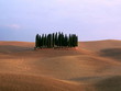 Zypressen auf Ackerlandschaft der Toskana, Italien