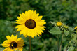 Sunflower Sunflower