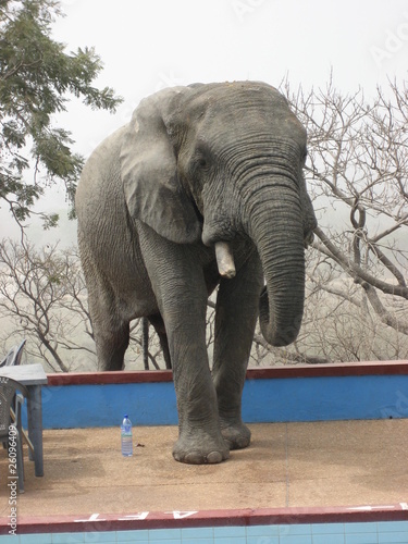 Photo: Elephant at the swimming pool Elephant at the swimming pool
