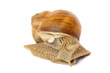 Garden snail