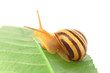 Garden snail