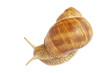 Garden snail