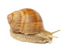 Garden snail