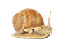Garden snail