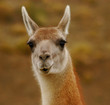 Foto: Pfeifendes Guanako Pfeifendes Guanako