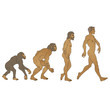 evolution de l'homme