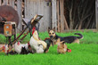 Rural landscape with farm animals.