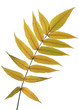 Photo: Autumn leaves of the ash tree Autumn leaves of the ash tree