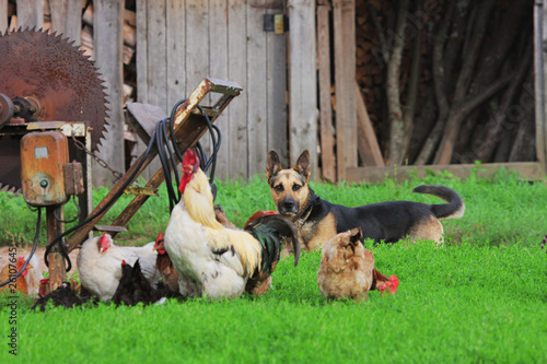 Photo: Rural landscape with farm animals. Rural landscape with farm animals.