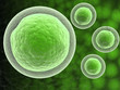 CELL WITH NUCLEUS