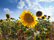campo de girasoles