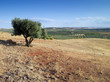 paisaje de castilla con olivo