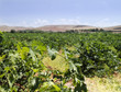 viñedo
