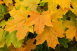 Yellow sheet of the maple Yellow sheet of the maple