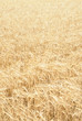 Foto: Full frame yellow field of wheat Full frame yellow field of wheat