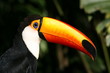 Tucan portrait Tucan portrait