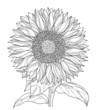 Vector: sunflower line art asolated sunflower line art asolated