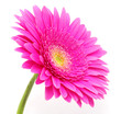 gerbera flower