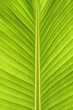 Banana Leaf Banana Leaf