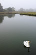 Swan on a Foggy Morning