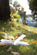 Foto: prato con diario con pagine aperte prato con diario con pagine aperte