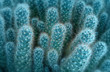 Cactus plant , close up photo