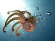 Tentacles