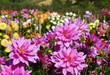 Dahlien - Feld