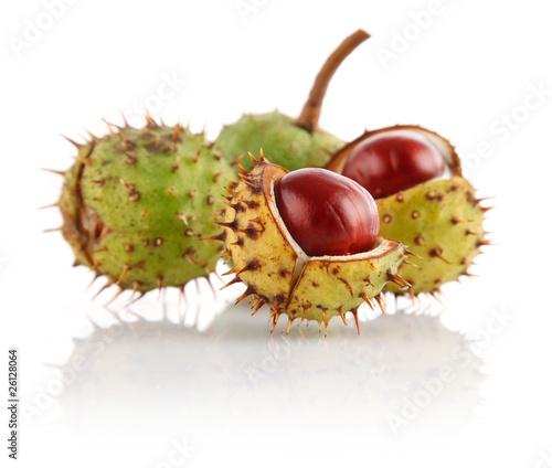 Foto: chestnut in shell chestnut in shell