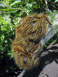 Catterpillar