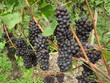 rote Trauben rote Trauben