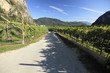 Strasse im Weinanbaugebiet