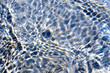 background of ripple shallow sea