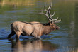 Majestic Bull Elk