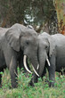 African elephant