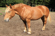 Cheval Cheval