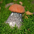 Birkenrotkappe - Leccinum testaceoscabrum