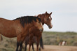 Wild mustangs of McCullough Peak