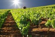 beaujolais
