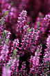 heather