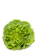 healthy salanova lettuce isolated over white healthy salanova lettuce isolated over white