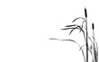 illustration bulrush on white background