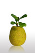 jackfruit jackfruit